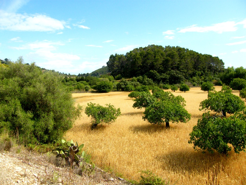 La Tramontana